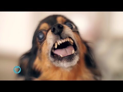 Vidéo: Quelles sont les causes des selles jaunes chez les chiens?