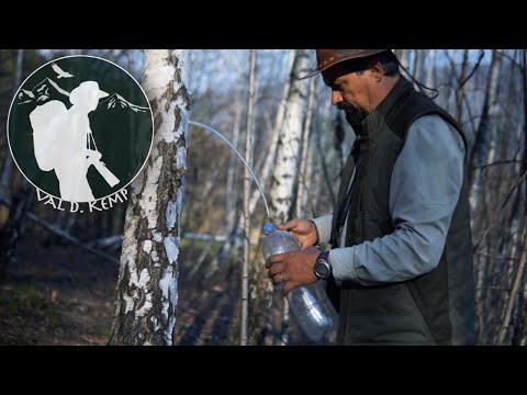 How to collect birch sap
