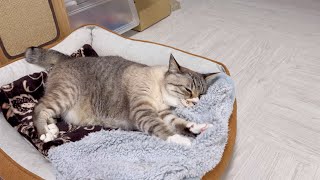 【癒し】寝ながらちゅぱちゅぱする猫がかわいい