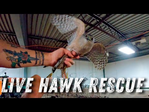 NO WAY OUT - Trapped in Warehouse | Raptor Rescue | Wildlife Command Center - Ep. 7