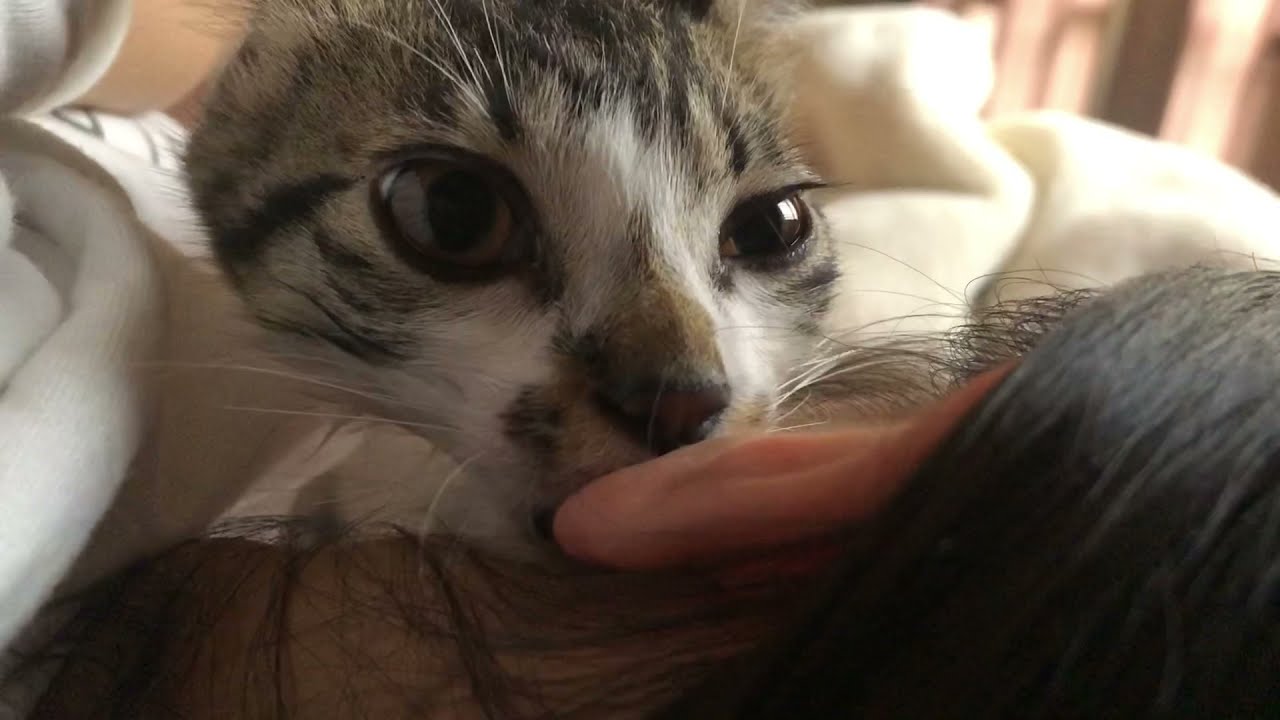 耳吸いすぎの子猫かりー