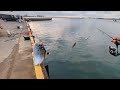 GW突入最新浜名湖サビキ釣り砂揚場。餌無しでアジが絶好調🐟️【浜名湖釣り】🎣