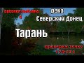 Русская рыбалка 4(рр4/rf4) - река Северский донец. Тарань.