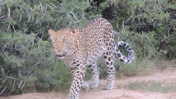 Leopard Walks Right Past Us