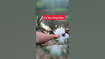 Rừng Trà Sư đã cấm không cho câu nữa. Nhớ cá lóc rừng quá. Mọi người vào tiktok @truonglure xem nhé