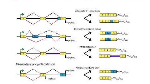 Isoform Discovery and Alternative Expression