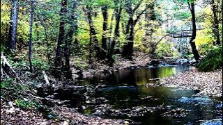 David A  Stewart - Lily Was Here