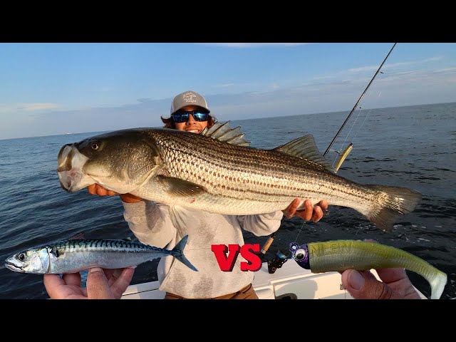 Catching GIANT Striped Bass all day long! ARTIFICIAL VS LIVE-BAIT (Catch  Clean Cook) 