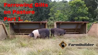 Farrowing gilts on pasture Pt. 1
