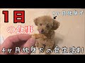 【食vlog】4ヶ月独身犬の1日の食事#1