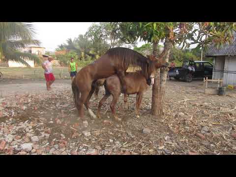 CABALLISTAS MONTUVIOS DE MANABÍ.