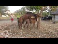 CABALLISTAS MONTUVIOS DE MANABÍ.