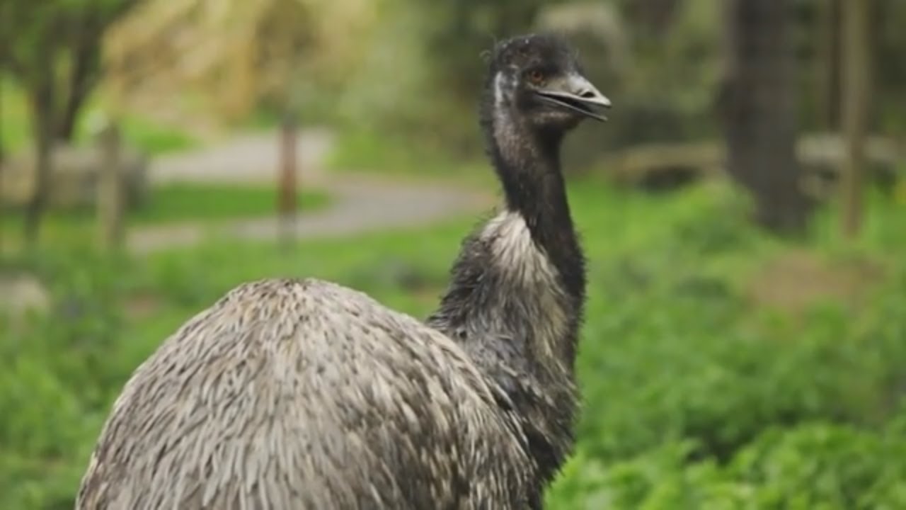 matras Kruiden geest Australian Emu - Native Birds Of Australia The Emu Bird ( HD ) - YouTube