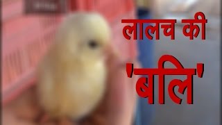 Baby Chicks Burned, Drowned, Crushed Because They Cant Make Money