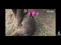 How to wake up an elephant? 😇