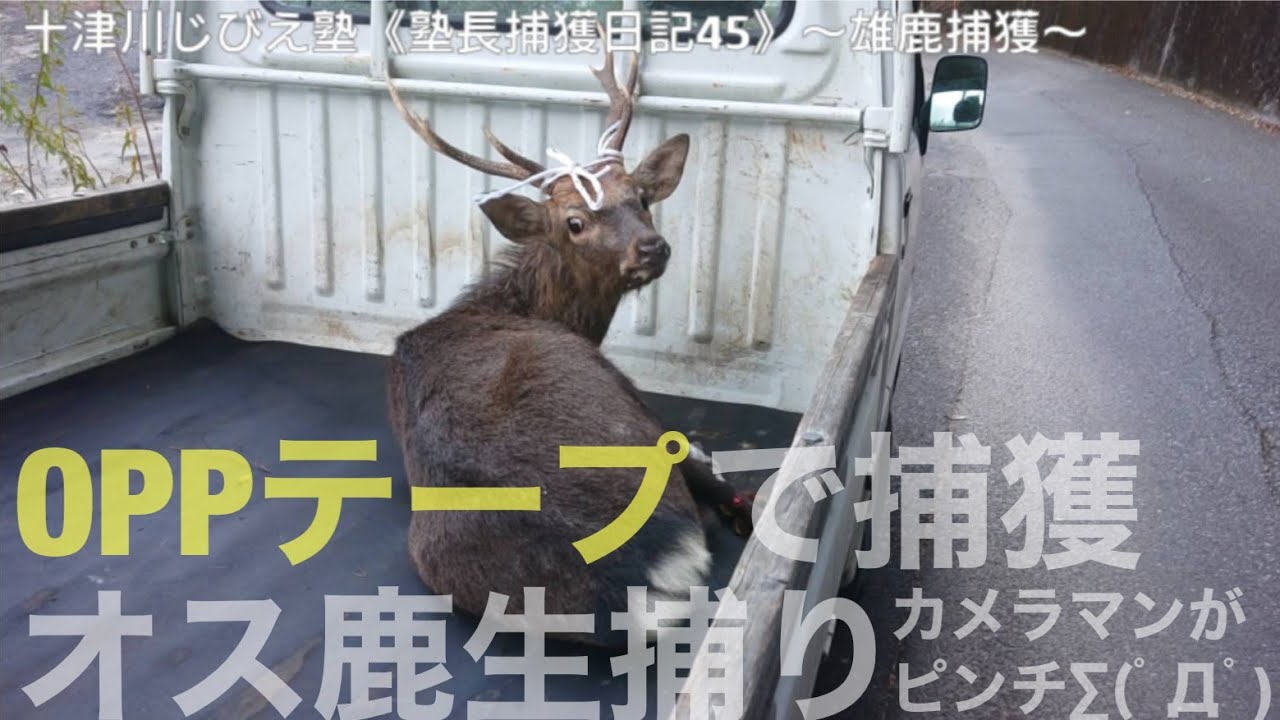 十津川じびえ塾 塾長捕獲日記45 雄鹿捕獲 Youtube