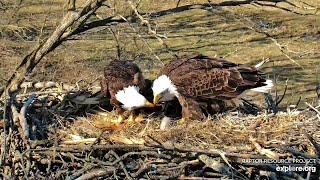 March 28, 2024: A family feeding by Raptor Resource Project 1,162 views 4 weeks ago 2 minutes, 57 seconds