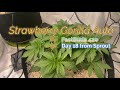 🌱 Seed to Harvest - Growers Choice Seeds & FastBuds 420 | Early Veg Stage & More! - Part 3🔥(short)