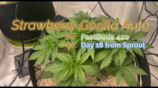 🌱 Seed to Harvest - Growers Choice Seeds & FastBuds 420 |  Early Veg Stage & More! - Part 3🔥(short)