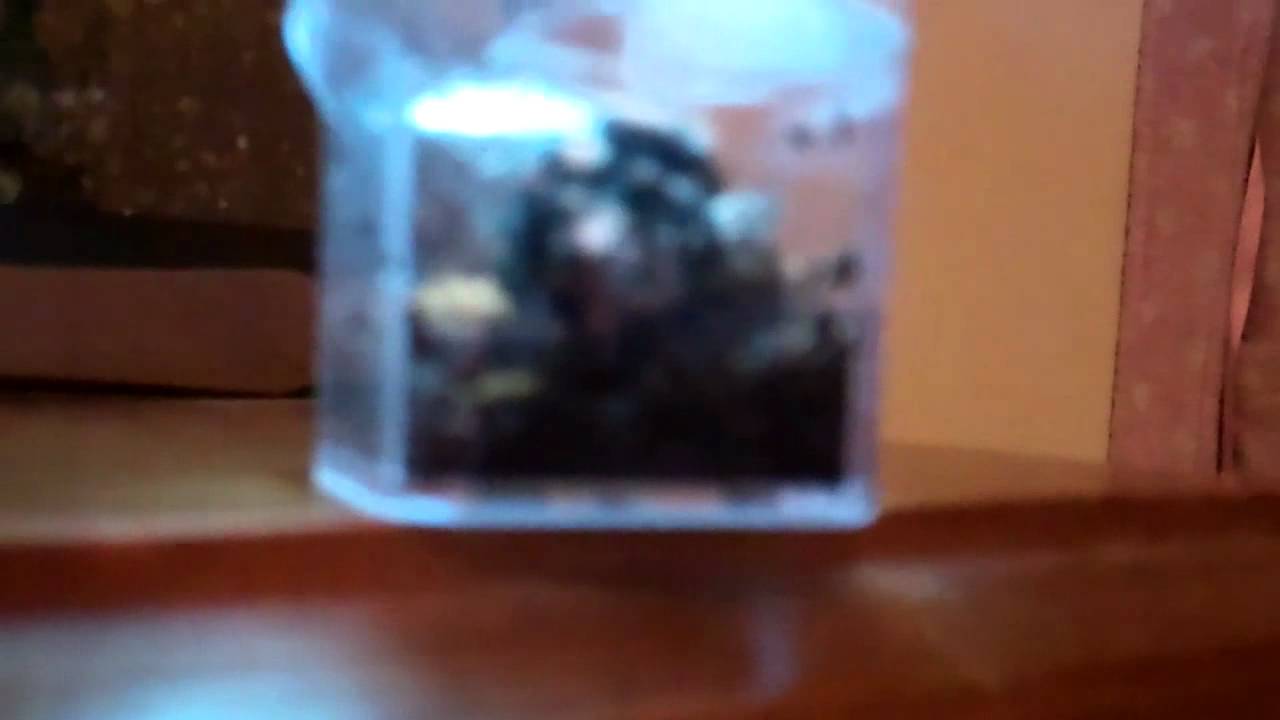 jumping spider dance Jumping spider mating behavior (Phidippus otiosus)