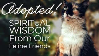 Adopted | The Karma of Cats