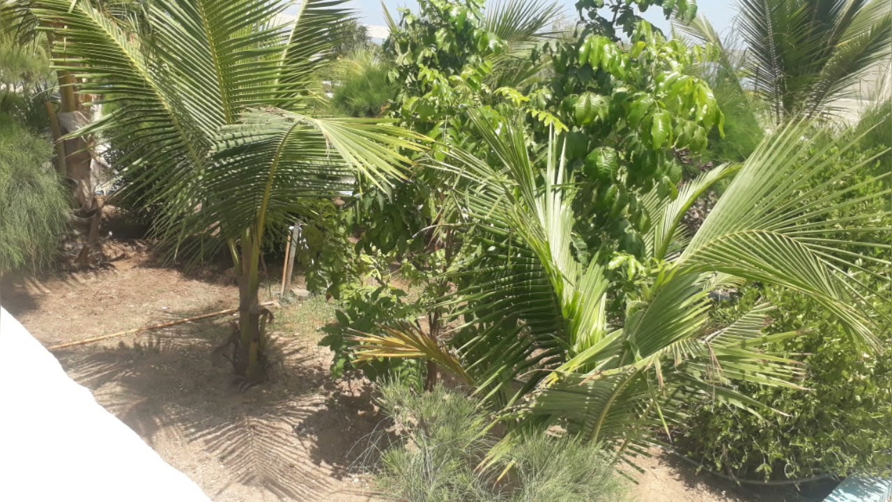 Qisada Maanta oo ku Saabsan Barakada Saliga Nabiga ﷺ Iyo Dikri Qaali ah.