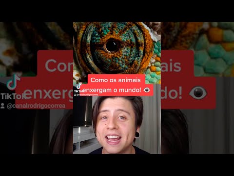 Vídeo: Os hamsters conseguem enxergar no escuro?