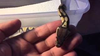 Celebrity Slow-Motion Baby Ball Python Yawn Profile