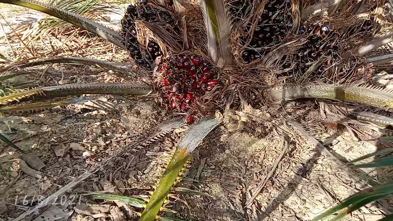 mengejutkan orang ramai. pokok sawit hanya 2tahun 2bulan dah mengeluarkan hasil.