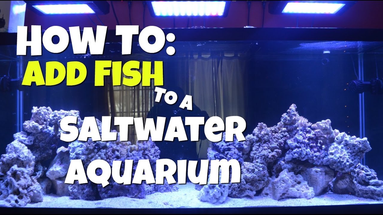 how to add fish