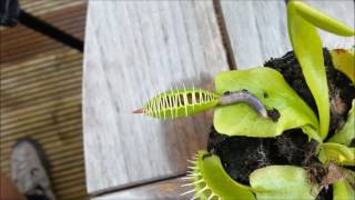Worm Crushed By Venus Flytrap