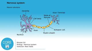 HPA CORE Module 2 Lecture 6   The Nervous System