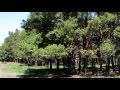 Весенние краски леса | Кругозор