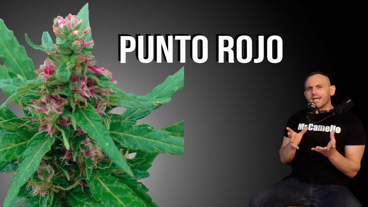 VARIEDAD de MARIHUANA: PUNTO ROJO