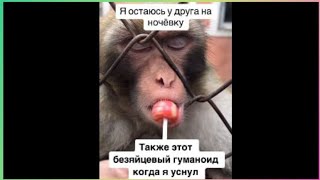 Тикток Остался На Ночёвке | Подборка Мемов