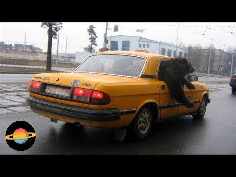 Wideo: Różnica Między Kinezą A Taksówką