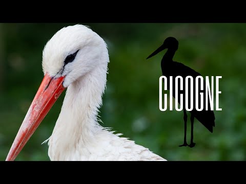 Video: Nido di cicogna. Dove e come fanno i nidi le cicogne?