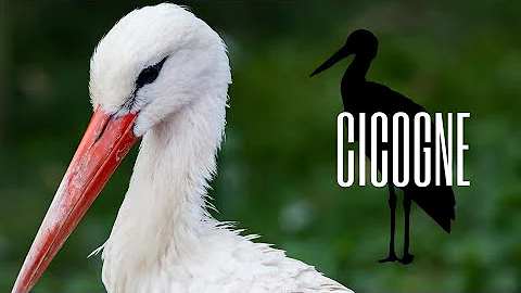 Dove vivono le cicogne in Italia?