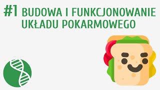 Budowa i funkcjonowanie układu pokarmowego #1 [ Odżywianie ]