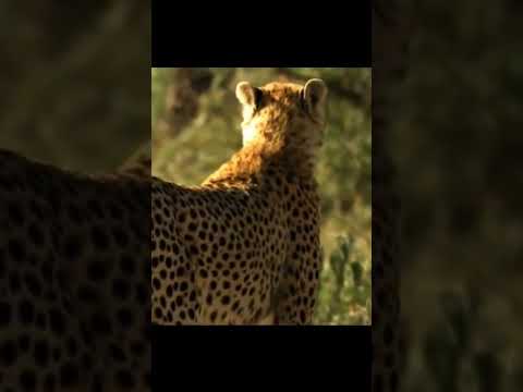 Цена скорости #животные #дикаяприрода #африка #гепард #кошки #gepard #africa #running #sprint