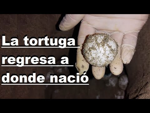 Tortuga marina con más de 100 huevos | Nos los llevamos