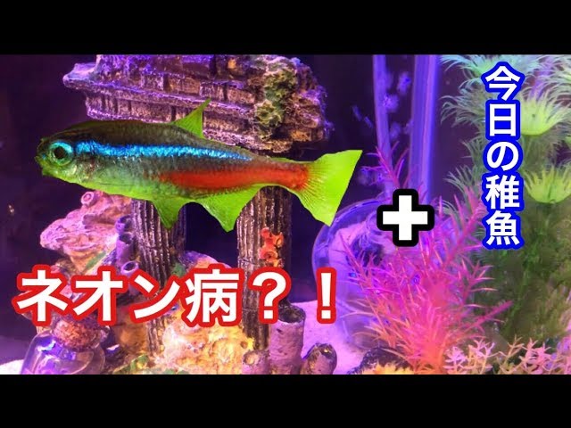 ネオン病疑惑 塩浴1日目 今日の稚魚 アクアリウム Youtube