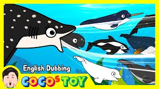 En DubbingㅣWatch out! It&#39;s a Shark!ㅣsharks &amp; whales for kidsㅣCoCosToy