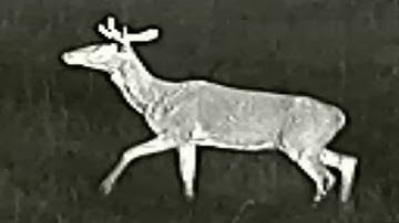 ZEISS DTI 3/35 - Red deer