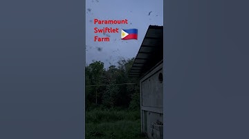 Philippine Swiftlet Farming