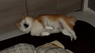 At 9pm, Shibe asks his family to pet him, but he falls asleep halfway through. by 柴犬らんまる 54,300 views 2 weeks ago 1 minute, 21 seconds