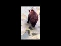 Bear sneaks phone after bungling zoo goer throws it into enclosure