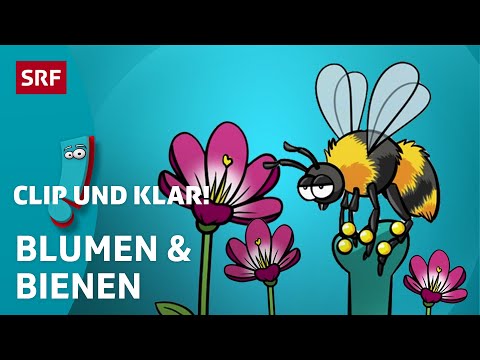 Video: Während der Bestäubung landen Pollenkörner auf?