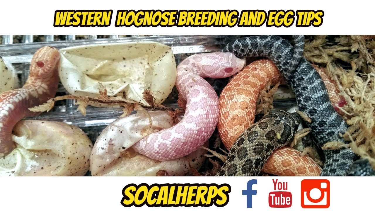 leopard print Western Hognose Breeding/Egg Tips #2 Video