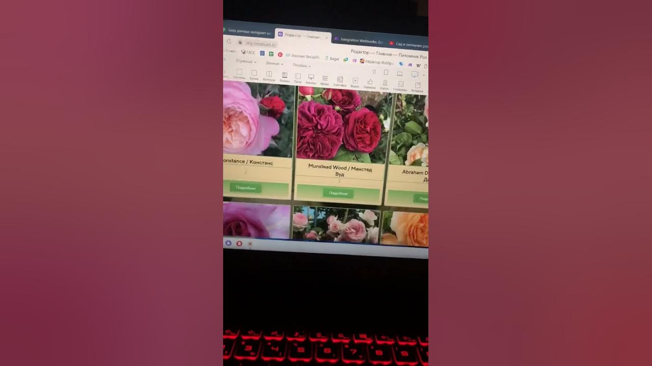 питомник аккиевых. туя зеленстрой. Richard dorst питомник растений. питомник аккиевых. кошкинский район питомник растений.